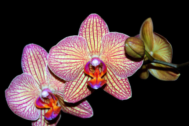Обои картинки фото цветы, орхидеи, цветок