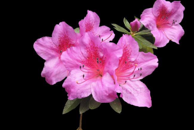 Обои картинки фото цветы, рододендроны , азалии, цветок
