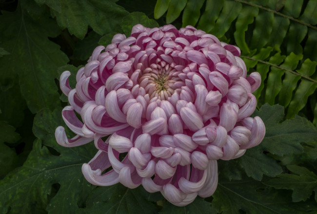 Обои картинки фото цветы, хризантемы, цветок