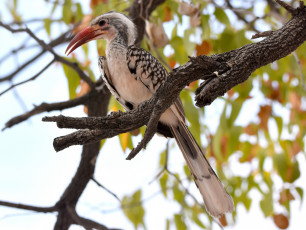 Картинка животные птицы птичка