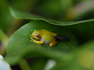 Картинка животные лягушки вода мокрая окрас лягушка