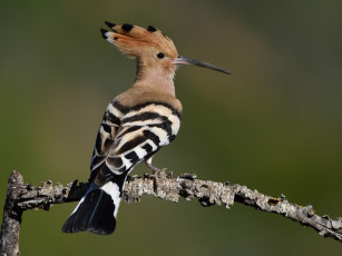 Картинка животные удоды птичка