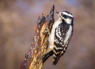 Картинка животные дятлы птичка