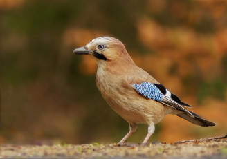 Картинка животные сойки птичка