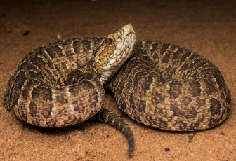 Картинка животные змеи +питоны +кобры змея