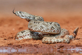 Картинка животные змеи +питоны +кобры змея