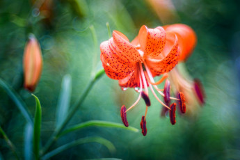 Картинка цветы лилии +лилейники лепестки цветение