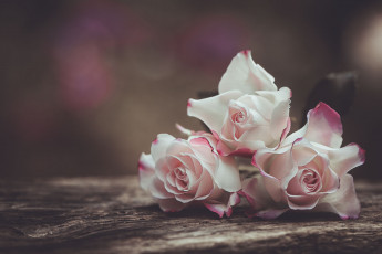 Картинка цветы розы цвет цветение лепестки роза