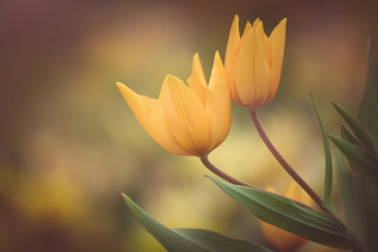 Картинка цветы тюльпаны цветение цвет