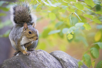 Картинка животные белки белочка