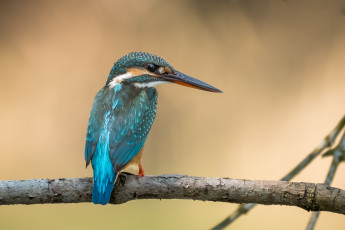 Картинка животные зимородки птичка