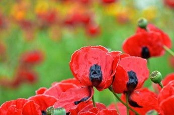 Картинка цветы маки лепестки красный