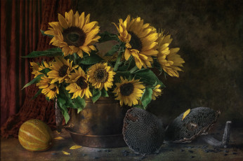 Картинка цветы подсолнухи цветок желтый подсолнух листья лепестки