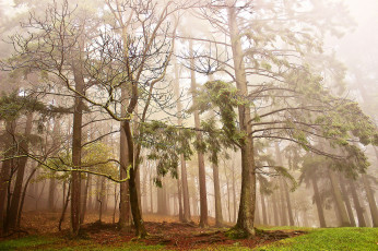 Картинка природа лес деревья