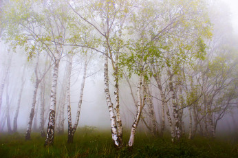 Картинка природа лес деревья