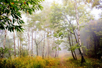 Картинка природа лес деревья