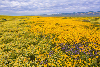 Картинка природа луга небо горы цветы луг