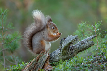 Картинка животные белки белочка