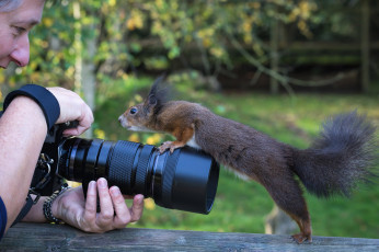 Картинка животные белки белочка