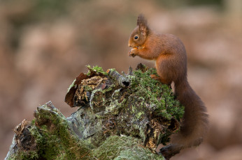 Картинка животные белки белочка