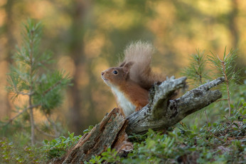 Картинка животные белки белочка