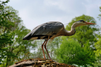 Картинка животные цапли +выпи птичка