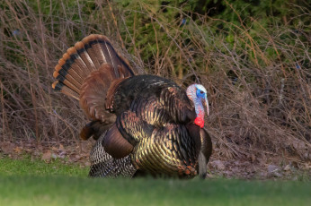 Картинка животные индюки птичка