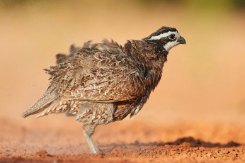 Картинка животные куропатки +рябчики +перепела птичка