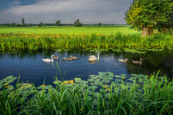 Картинка животные лебеди птичка