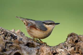 Картинка животные поползни птичка