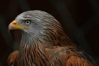 Картинка животные птицы+-+хищники птичка