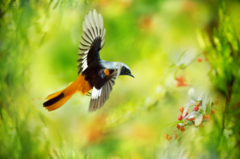 Картинка животные птицы цветы перья окрас птица