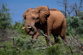 Картинка животные слоны слон