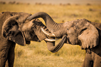 Картинка животные слоны слон