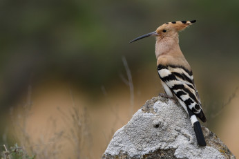 Картинка животные удоды птичка