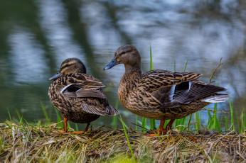 Картинка животные утки птичка