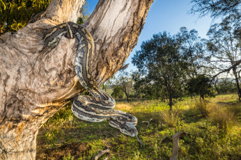 Картинка животные змеи +питоны +кобры змея