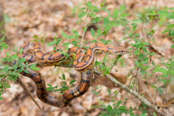 Картинка животные змеи +питоны +кобры змея