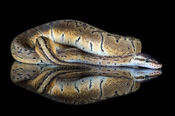 Картинка животные змеи +питоны +кобры змея