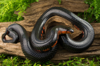 Картинка животные змеи +питоны +кобры змея