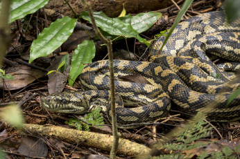 Картинка животные змеи +питоны +кобры змея