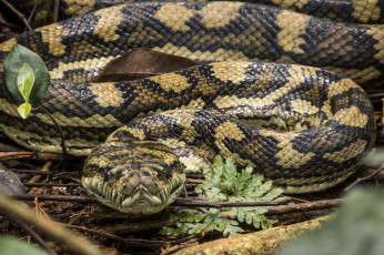 Картинка животные змеи +питоны +кобры змея
