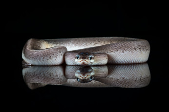 Картинка животные змеи +питоны +кобры змея