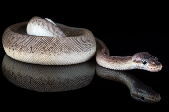 Картинка животные змеи +питоны +кобры змея