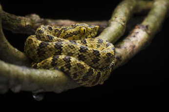 Картинка животные змеи +питоны +кобры змея