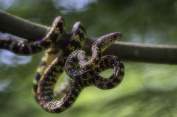 Картинка животные змеи +питоны +кобры змея