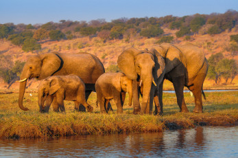 Картинка животные слоны слон