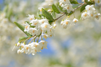 Картинка цветы листья цветение ветка