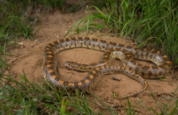 Картинка животные змеи +питоны +кобры змея