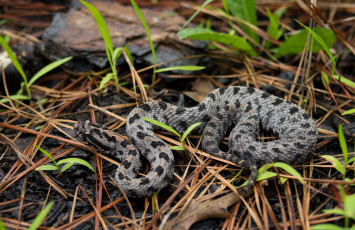 Картинка животные змеи +питоны +кобры змея